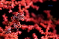   bargibanti pygmy seahorse  